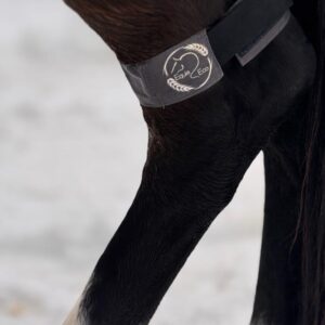 Equi-Motionband - Bakben